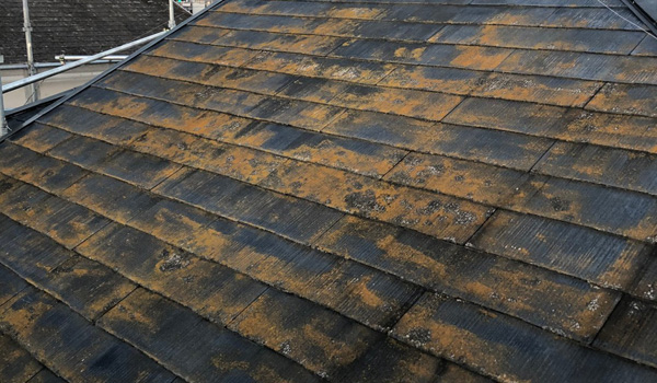 外壁や屋根の苔